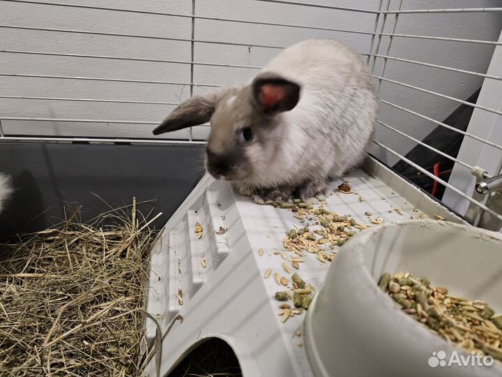 Декоративные кролики