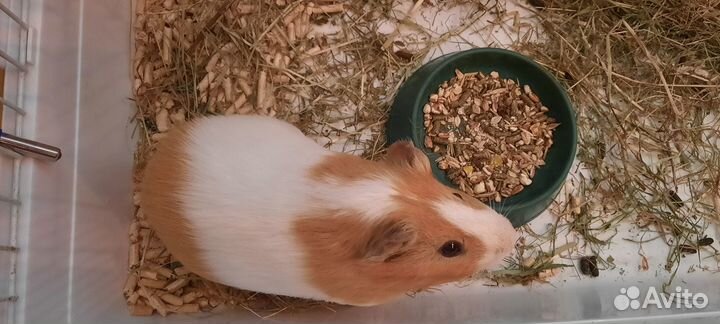 Морская свинка с клеткой бесплатно