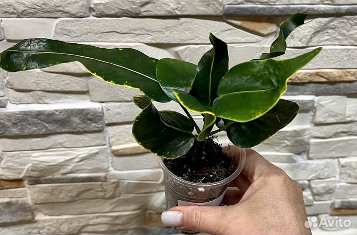 Кодиеумы (кротоны) 2