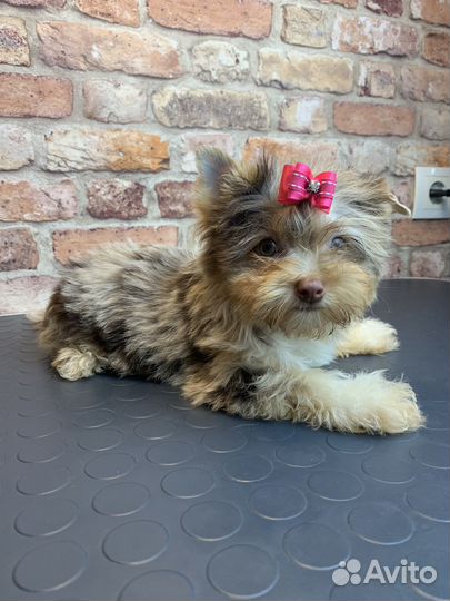 Цветной йорк мерле шоко биро бивер