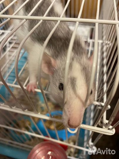 Крыса дамбо