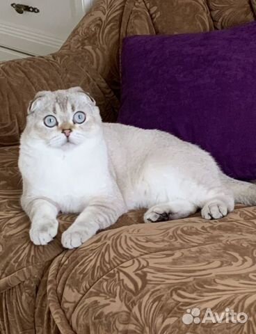 Шотландский вислоухий кот,вязка объявление продам