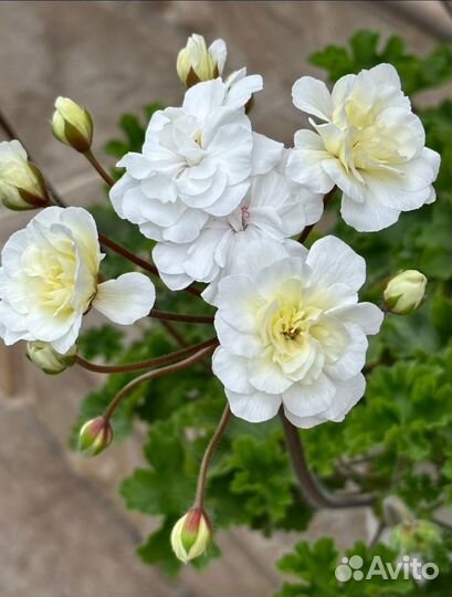 Та Лимончелло Айгуль