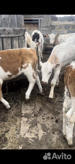 Телята Бычки