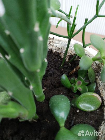 Комнатные растения цветы