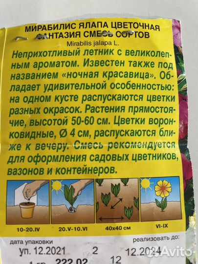 Мирабилис (ночная красавица)