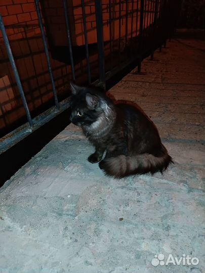 Потеряшки кошки