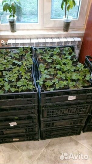 Усы клубнике