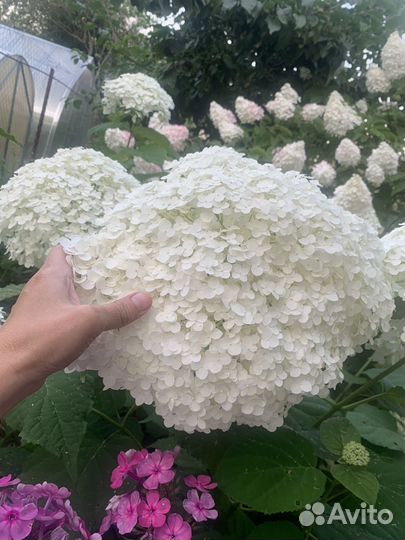 Гортензия