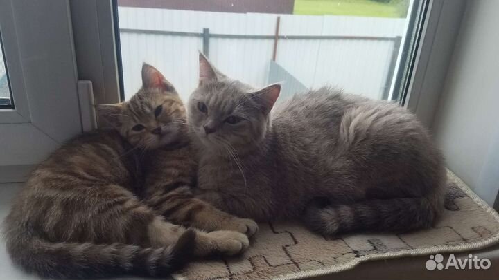 Котенок Британец