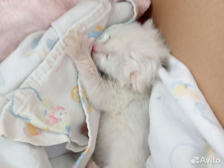 Продаём котят бесплатно