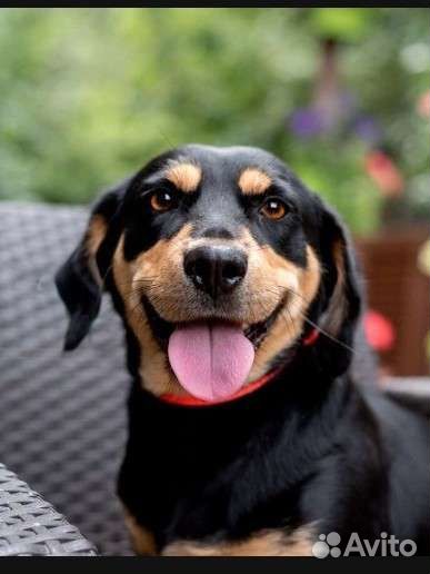 Маленькая собака в добрые руки