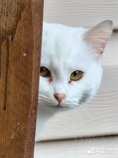 Кот турецкая ангора-папа