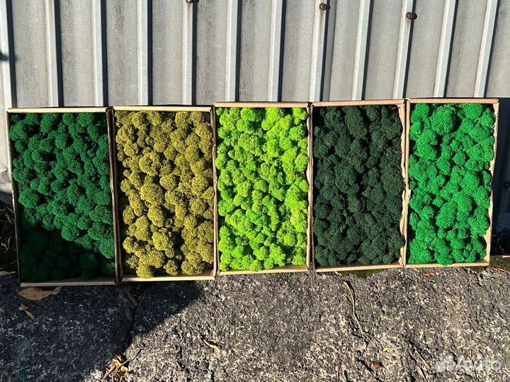 Стабилизированный мох ягель, кочка, пластовой