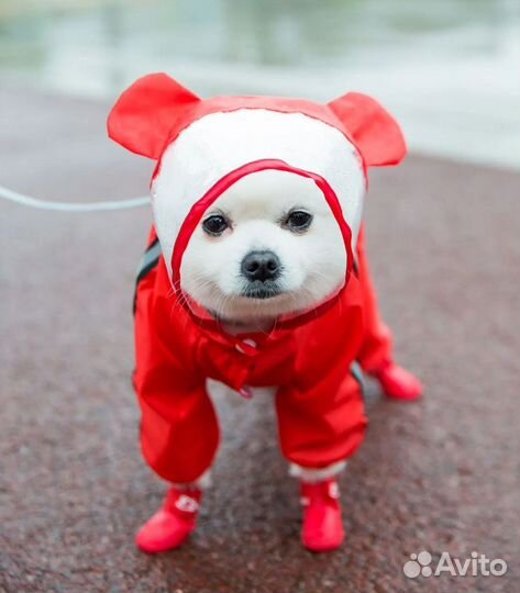 Новый дождевик для собак