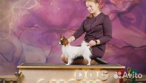 Папийоны щенки