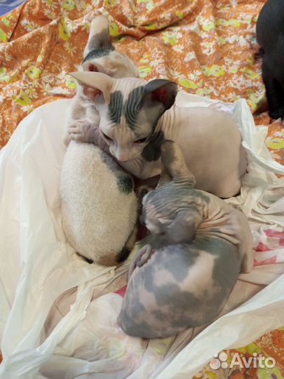 Донской сфинкс