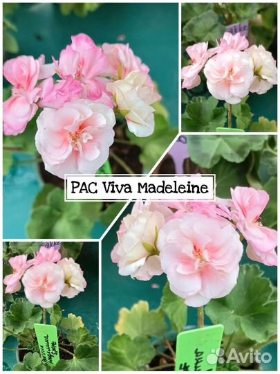 Пеларгония герань селекция