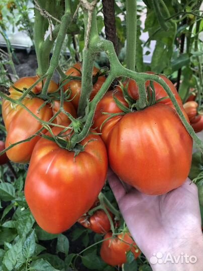 Семена томатов