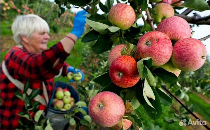 Вахта Сборщик яблок