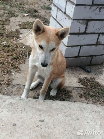 Собаки в дар бесплатно