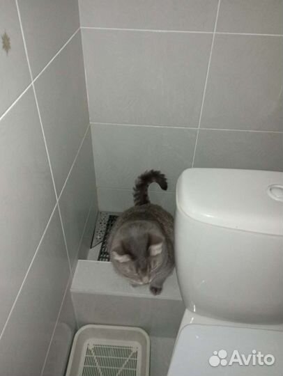 Кот Кис Мурчик, 3 года