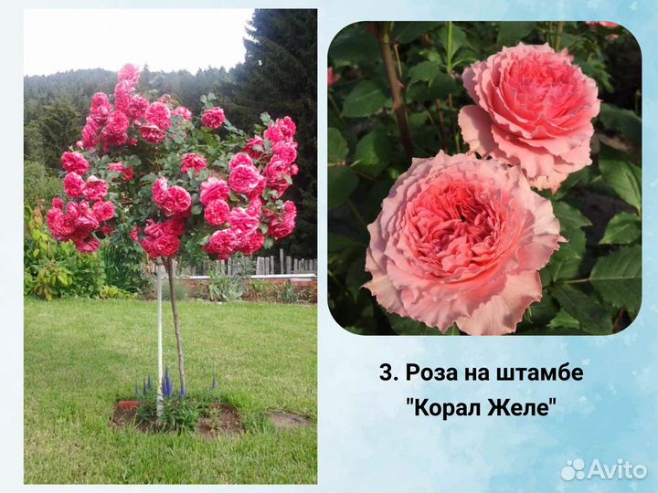 Роза на штамбе сортовая