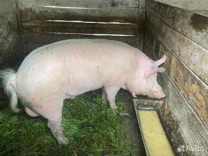 Продаю хряка