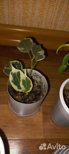 Фикус бенджамина