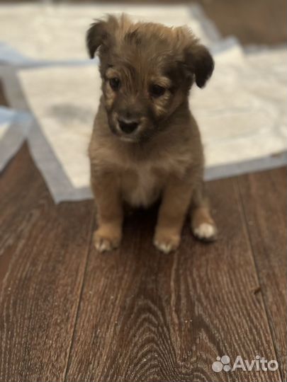 Щенок девочка