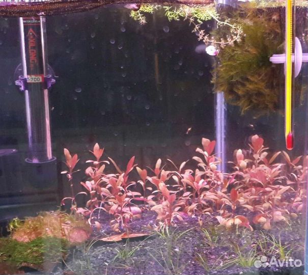 Альтернатера