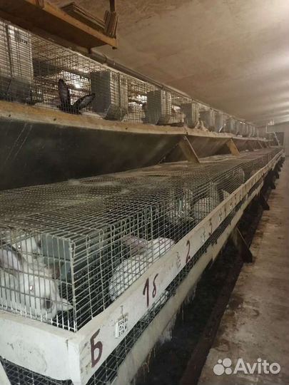 Кролики Хиколь