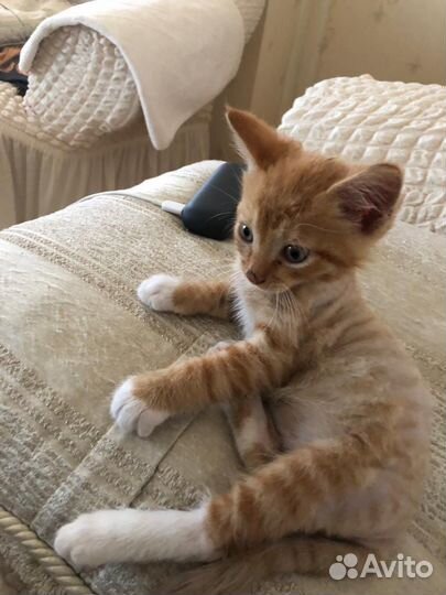 Рыжий котенок