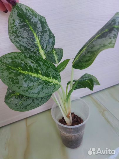 Аглаонема, сциндапсус, филодендрон