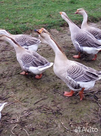 Инкубационное яйцо