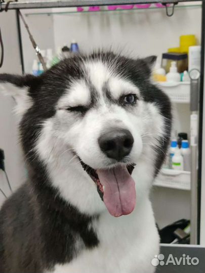 Стрижка собак и кошек