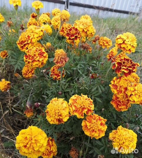 Бархатцы семена