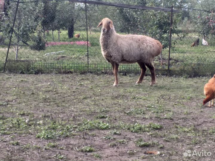 Овцы бараны ягнята гисар