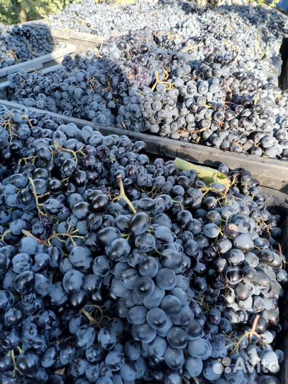 Свежий виноград
