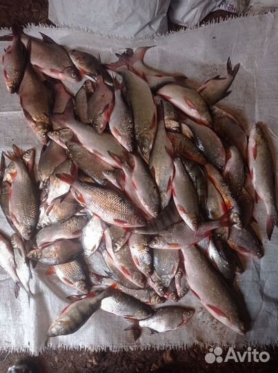 Свежая рыба