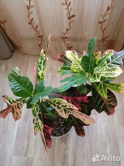 Комнатные цветы. Кротон Экселент