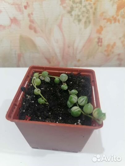 Крестовник роули вариегатный