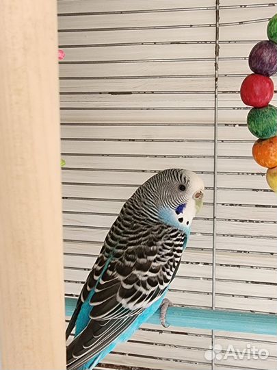 Продам попугаев