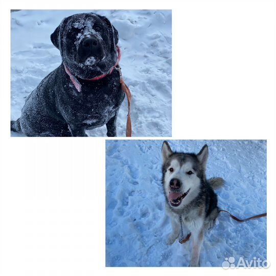 Зоогостиница для животных, передержка животных