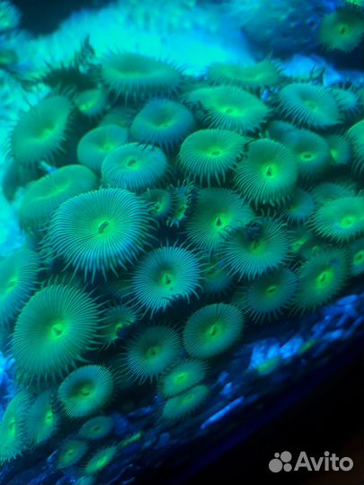 Морской коралл родактис