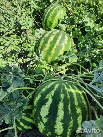 Продам арбуз оптом