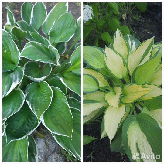 Хосты и декоративные