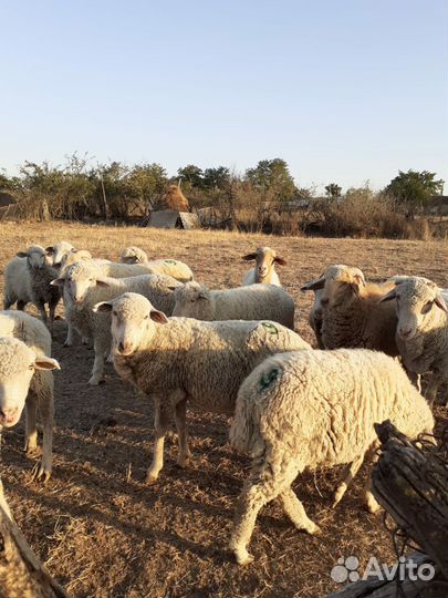 Овцы ягнята