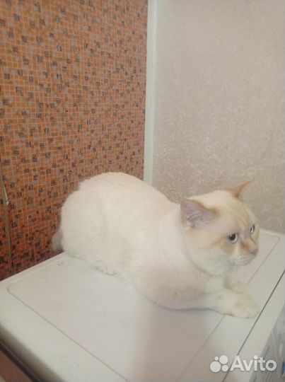 Котята отдам даром