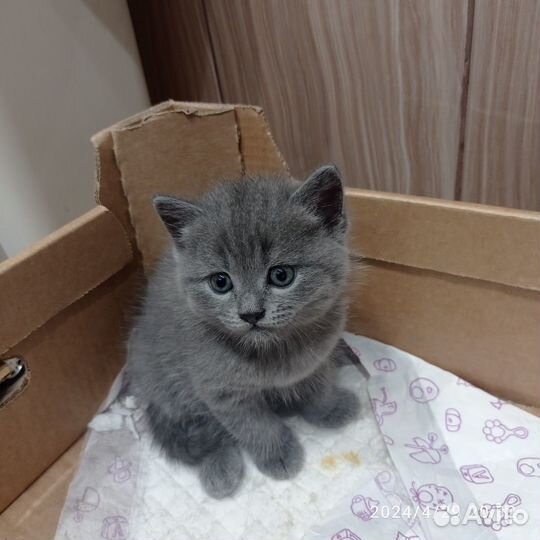 Шотландская вислоухая